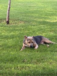 Found/Stray Male Dog last seen ASU Prep/Momo Park/Tres Leche Cafe, Phoenix, AZ 85040