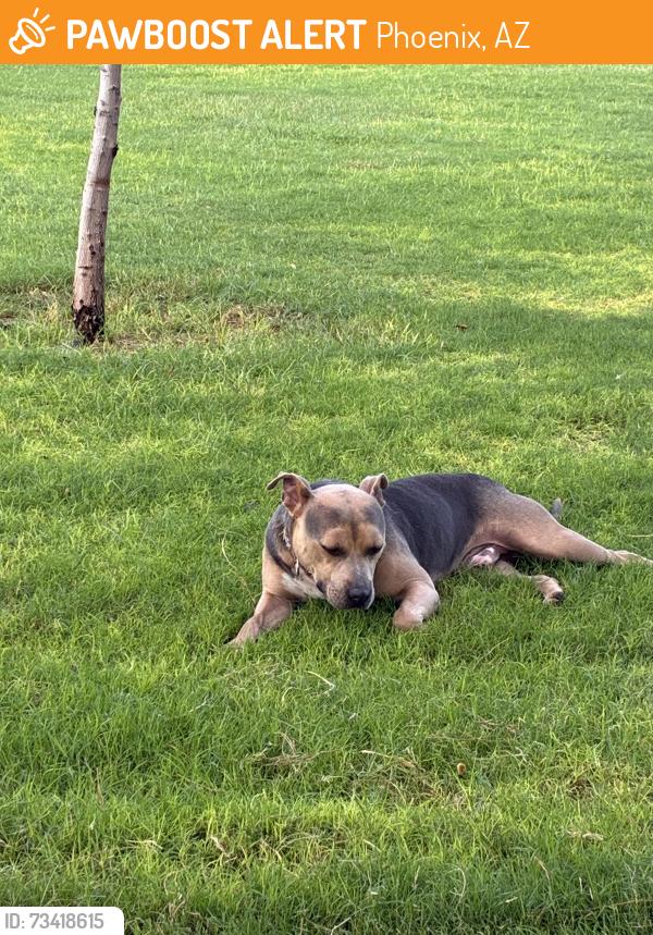 Found/Stray Male Dog last seen ASU Prep/Momo Park/Tres Leche Cafe, Phoenix, AZ 85040
