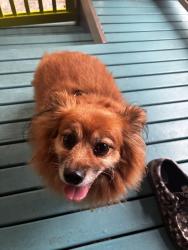 Found/Stray Female Dog last seen Trillium Park, Olympia, WA 98501