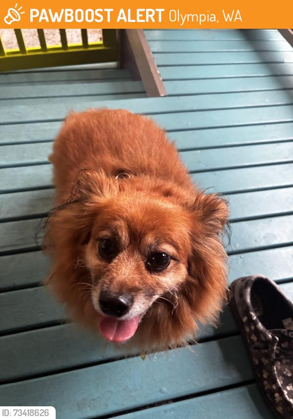 Found/Stray Female Dog last seen Trillium Park, Olympia, WA 98501