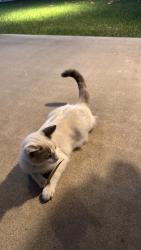 Found/Stray Female Cat last seen Near cerulean ave garden grove ca 92845, Garden Grove, CA 92845