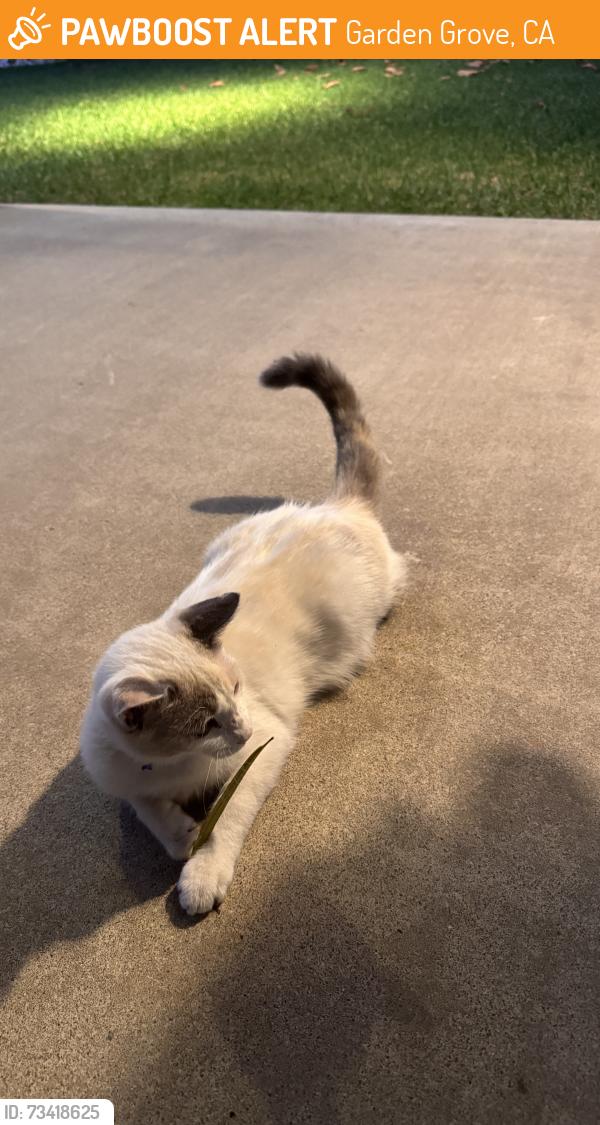 Found/Stray Female Cat last seen Near cerulean ave garden grove ca 92845, Garden Grove, CA 92845