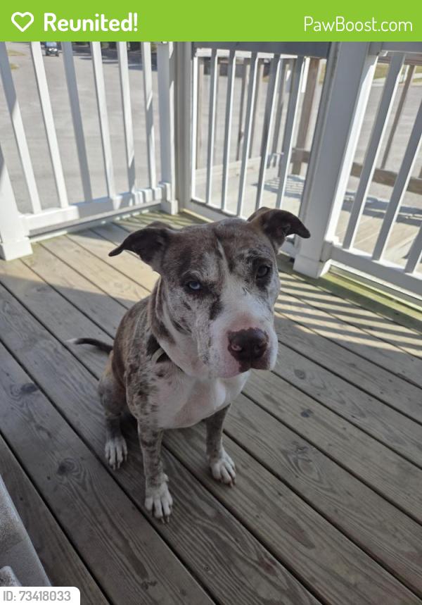 Reunited Female Dog last seen Near Lynnmore Dr, 43235, Columbus, OH 43235
