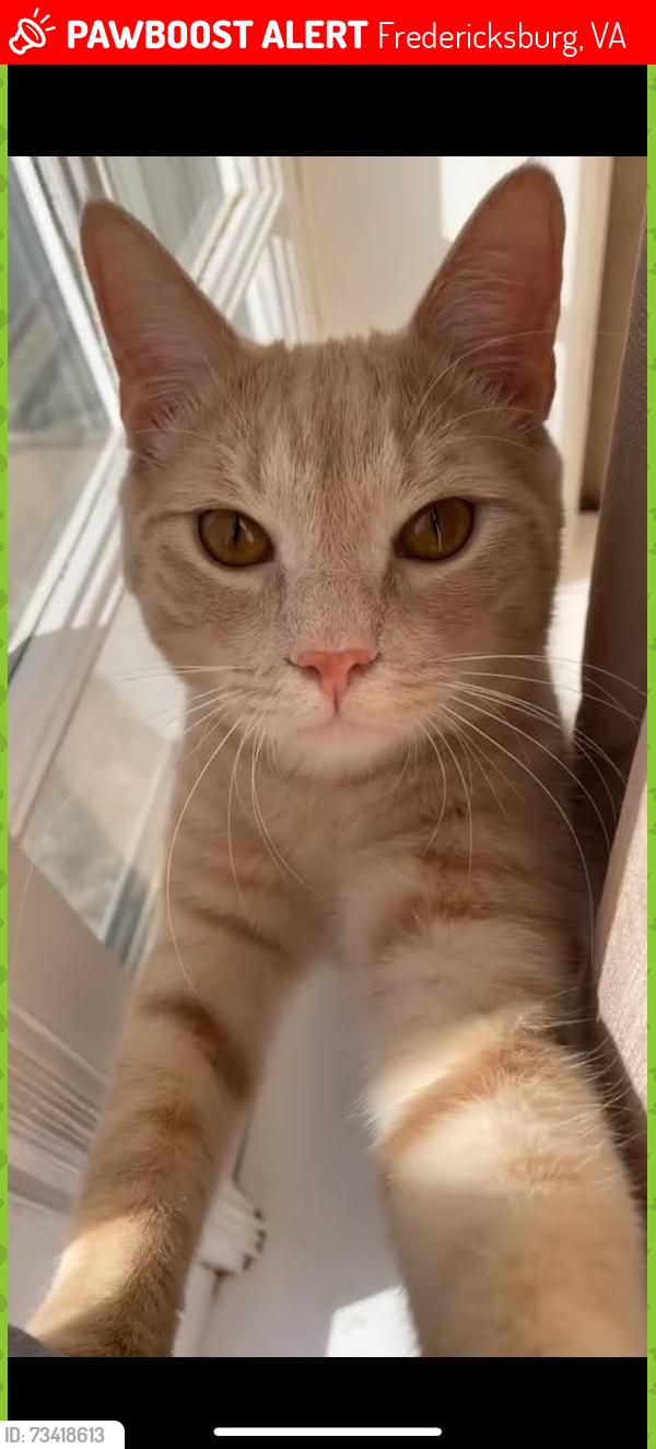 Lost Male Cat last seen Near Conway rd Fredericksburg VA, Fredericksburg, VA 22405