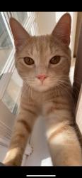 Lost Male Cat last seen Near Conway rd Fredericksburg VA, Fredericksburg, VA 22405