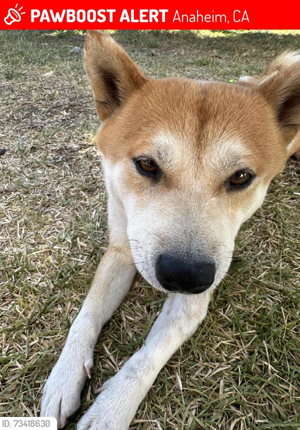 Lost Male Dog last seen Mexican stores, Anaheim, CA 92805