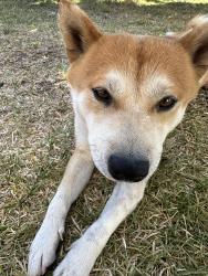 Lost Male Dog last seen Mexican stores, Anaheim, CA 92805