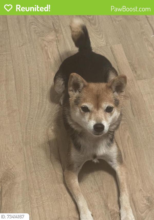 Reunited Female Dog last seen Gavilan Street, Eastridge Mall, East Side San Jose, San Jose, CA 95148