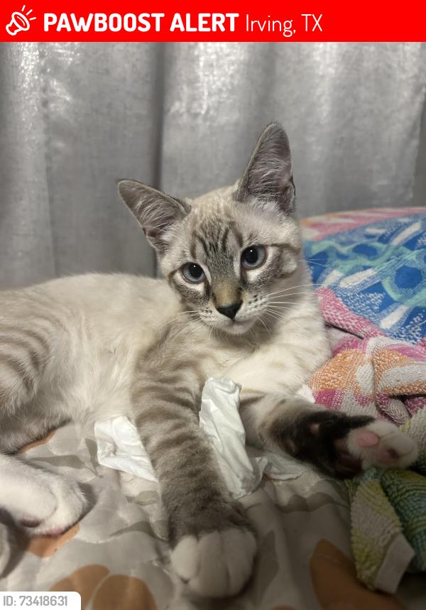 Lost Male Cat last seen Irving Blvd, Aldi, CVS, Irving, TX 75060