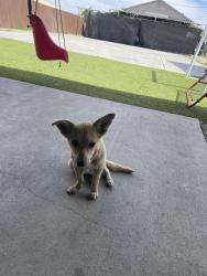 Found/Stray Male Dog last seen B st ,carpenter and S ash st, Stockton, CA 95206