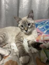 Lost Male Cat last seen Irving Blvd, Aldi, CVS, Irving, TX 75060
