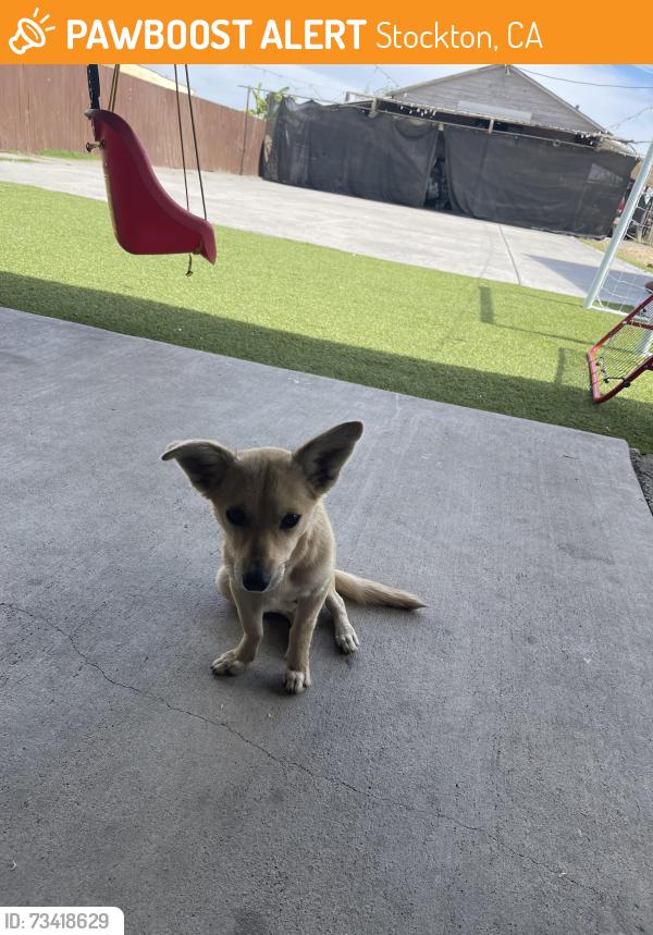 Found/Stray Male Dog last seen B st ,carpenter and S ash st, Stockton, CA 95206