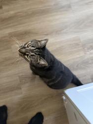 Reunited Male Cat last seen Grainger and seventh, Knoxville, TN 37917