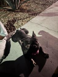 Found/Stray Male Dog last seen Las Vegas blvd and evans, North Las Vegas, NV 89030