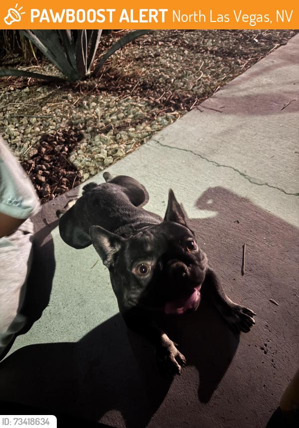 Found/Stray Male Dog last seen Las Vegas blvd and evans, North Las Vegas, NV 89030