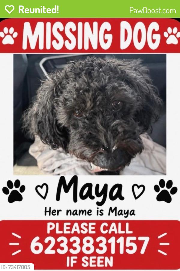 Reunited Female Dog last seen VIP groomers, Peoria, AZ 85345