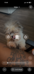 Lost Male Dog last seen Near ridge ave Braddock Pa 15104, Braddock, PA 15104