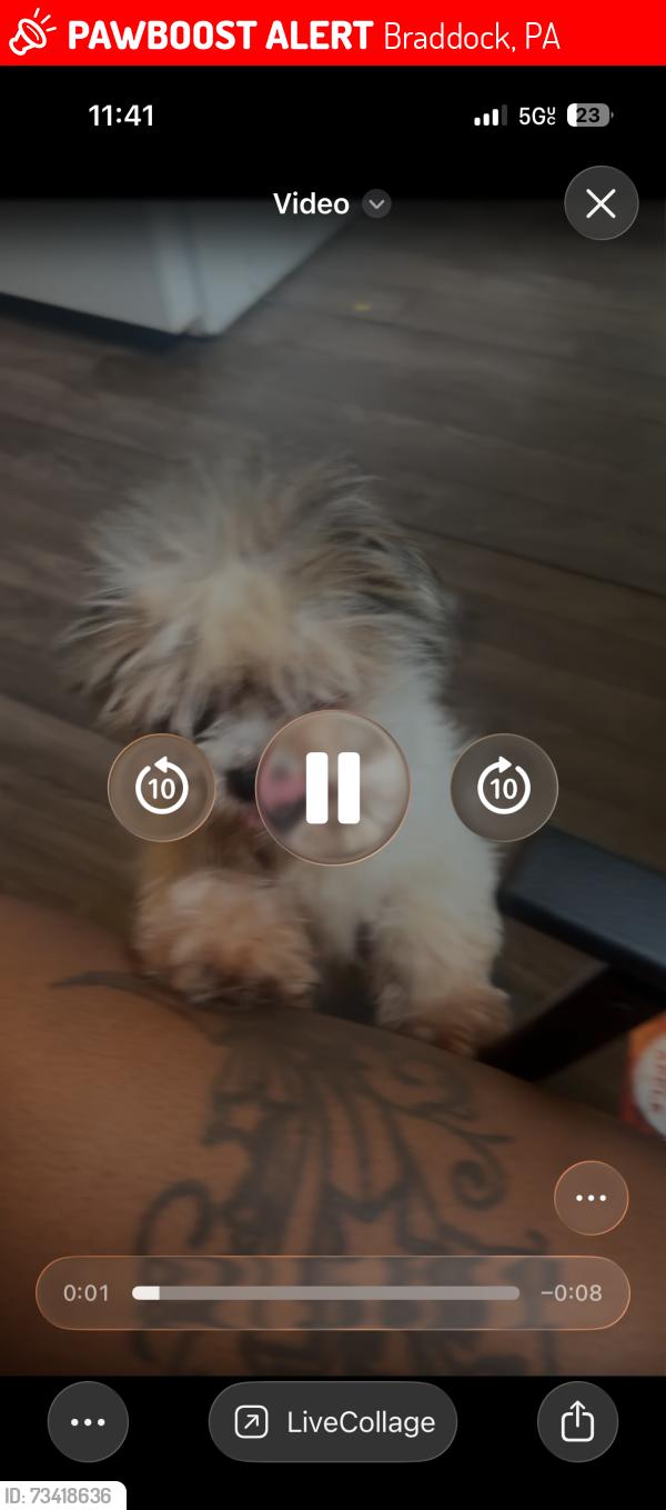 Lost Male Dog last seen Near ridge ave Braddock Pa 15104, Braddock, PA 15104