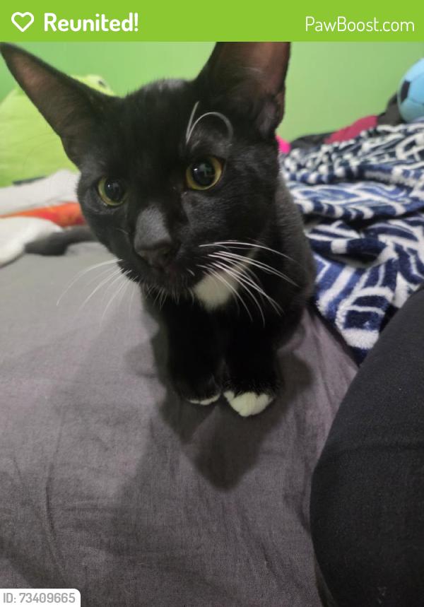 Reunited Male Cat last seen Madison Ave, Pasadena, CA 91105