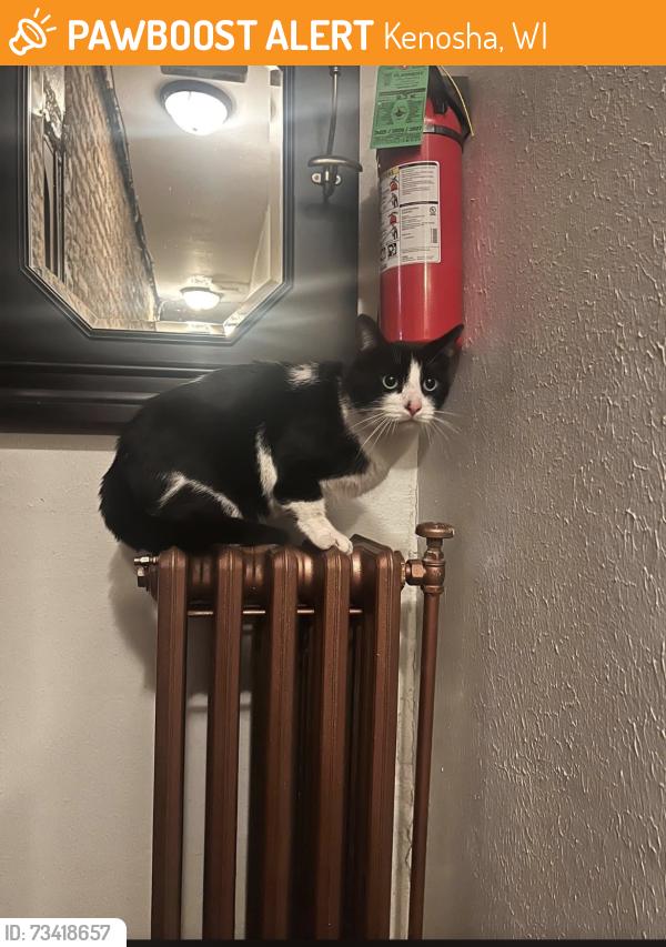 Found/Stray Unknown Cat last seen Near 58th street, Kenosha, WI 53140