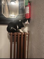 Found/Stray Unknown Cat last seen Near 58th street, Kenosha, WI 53140