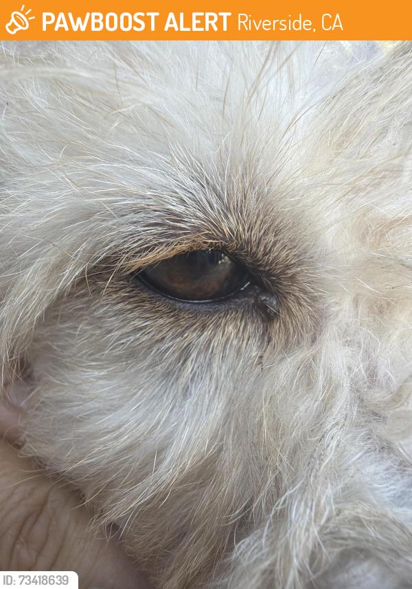 Found/Stray Female Dog last seen Limonite, Riverside, CA 91752