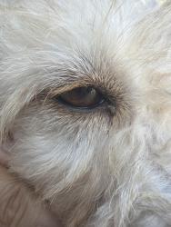 Found/Stray Female Dog last seen Limonite, Riverside, CA 91752