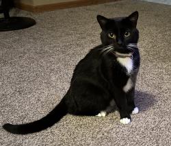 Lost Male Cat last seen Dorr road / Prairie hill rd., South Beloit, IL 61080