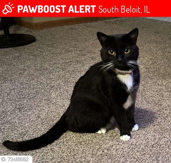 Lost Male Cat last seen Dorr road / Prairie hill rd., South Beloit, IL 61080