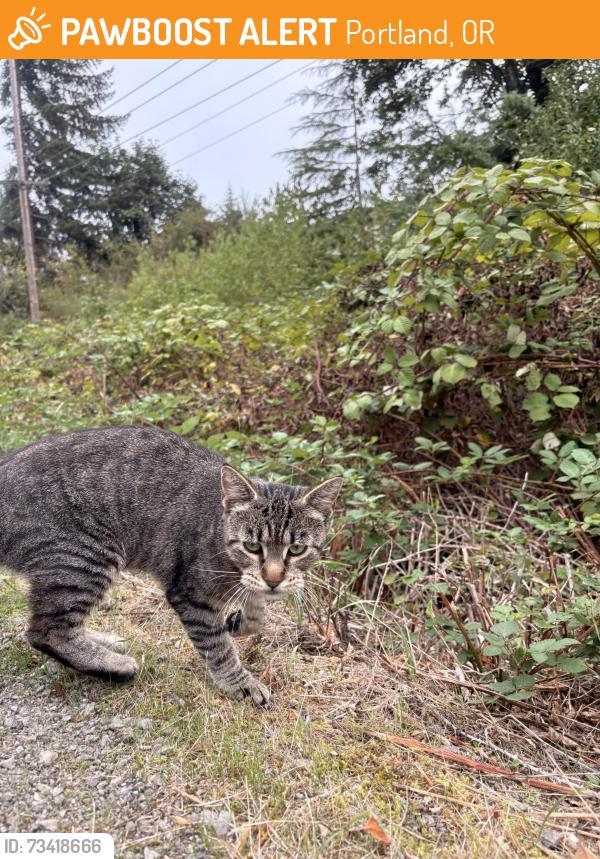 Found/Stray Male Cat last seen Springwater Corridor and Ellis St, Portland, OR 97266