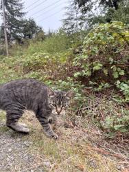 Found/Stray Male Cat last seen Springwater Corridor and Ellis St, Portland, OR 97266