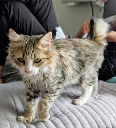 Reunited Male Cat last seen Between adelanto rd and pearmain st, Adelanto, CA 92301