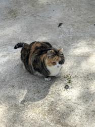 Reunited Female Cat last seen W.133rd Ave san leandro, San Leandro, CA 94577