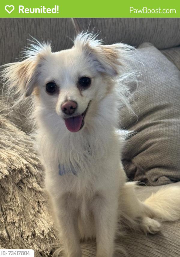 Reunited Male Dog last seen Near Cerritos Ave, Long Beach, CA 90805, USA, Long Beach, CA 90805