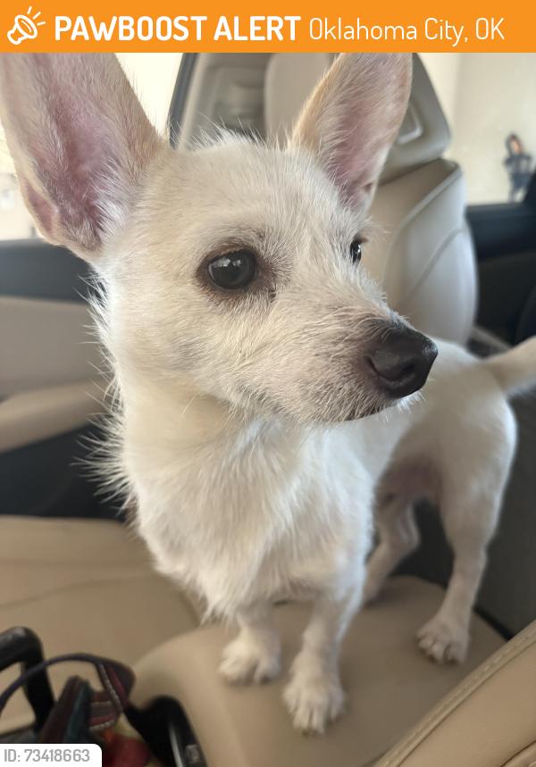 Found/Stray Male Dog last seen N Hudson Ave-Devon Energy Tower in the street, Oklahoma City, OK 73170