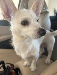 Found/Stray Male Dog last seen N Hudson Ave-Devon Energy Tower in the street, Oklahoma City, OK 73170