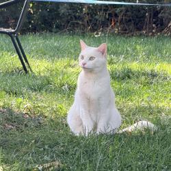 Found/Stray Unknown Cat last seen Broadway & Belleview, Englewood, CO 80110