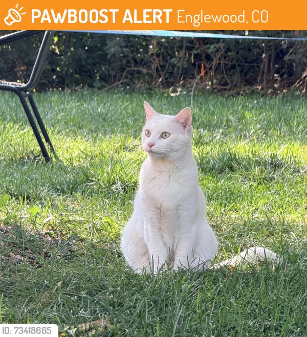 Found/Stray Unknown Cat last seen Broadway & Belleview, Englewood, CO 80110