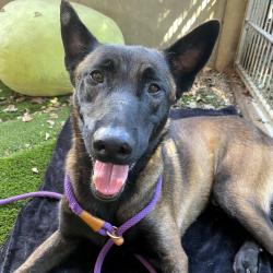 Shelter Stray Male Dog last seen , 361 S Raymond Ave, Pasadena, CA 91105, USA