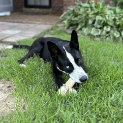Shelter Stray Female Dog last seen , 2350 Appling City Cove, Memphis, TN 38133, USA