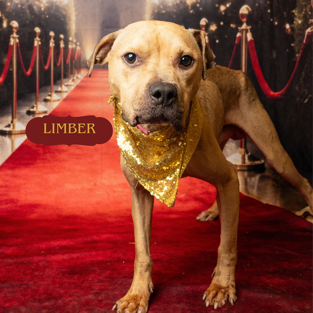 Shelter Stray Male Dog last seen , Animal Care & Control Team of Philly, 111 W Hunting Park Ave, Philadelphia, PA 19140, USA