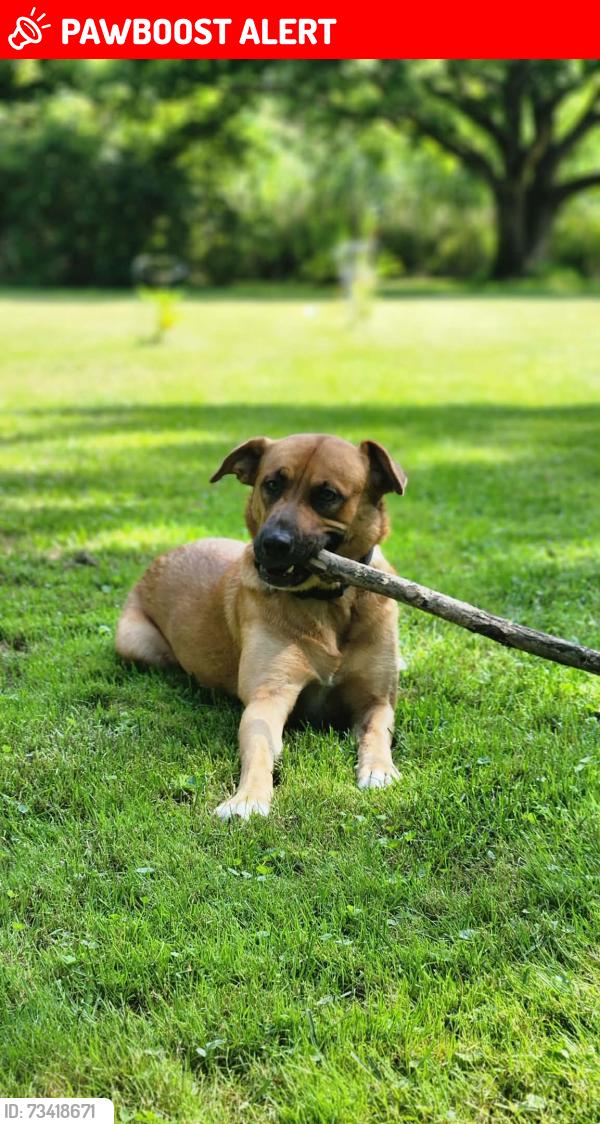 Lost Female Dog last seen Dufferin ave, Wallaceburg, ON N8A 4K9