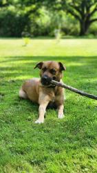 Lost Female Dog last seen Dufferin ave, Wallaceburg, ON N8A 4K9