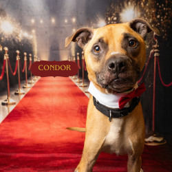 Shelter Stray Male Dog last seen , Animal Care & Control Team of Philly, 111 W Hunting Park Ave, Philadelphia, PA 19140, USA