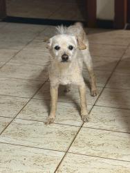 Lost Male Dog last seen Alípio de Melo, Alípio de Melo, MG 