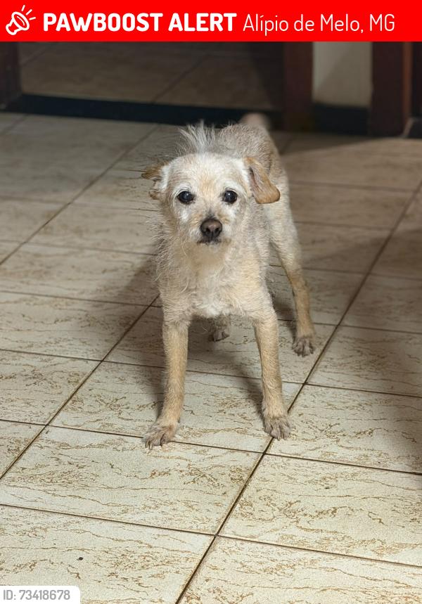 Lost Male Dog last seen Alípio de Melo, Alípio de Melo, MG 