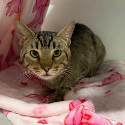 Shelter Stray Male Cat last seen , 3607 N Armenia Ave, Tampa, FL 33607, USA
