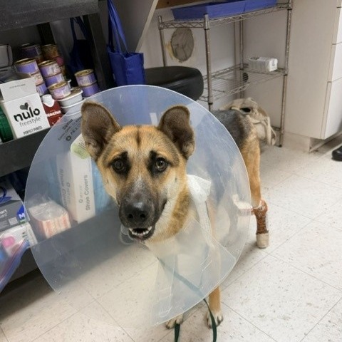 Shelter Stray Male Dog last seen , 12910 Yukon Ave, Hawthorne, CA 90250, USA