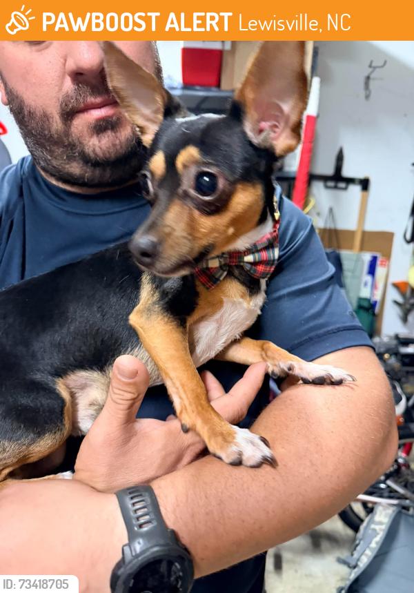 Found/Stray Male Dog last seen Woods near The Liberty restaurant, Lewisville, NC 27023