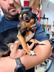 Found/Stray Male Dog last seen Woods near The Liberty restaurant, Lewisville, NC 27023
